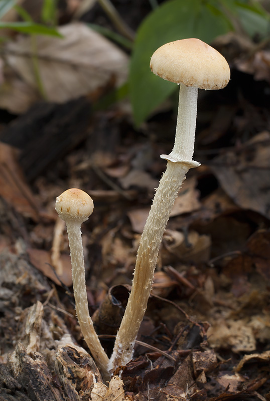 Leratiomyces squamosus